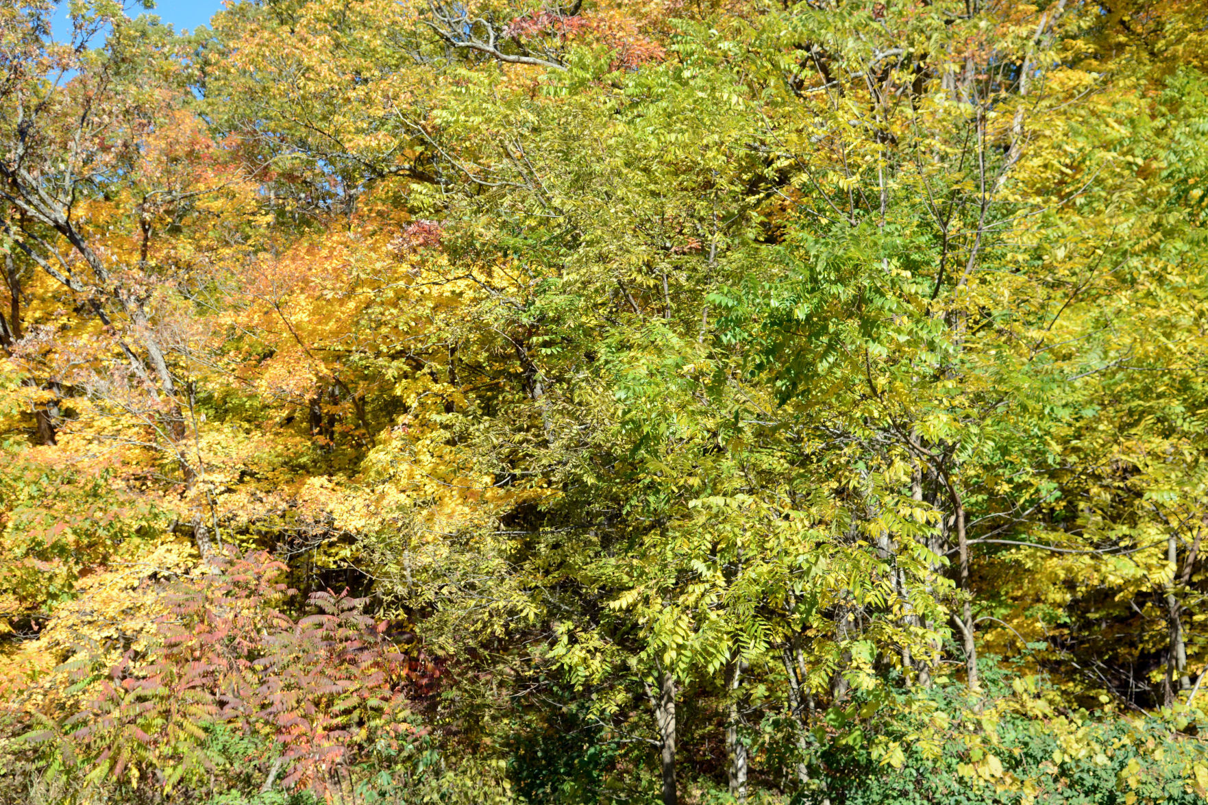 Baraboo area fall color, Oct. 8, 2020